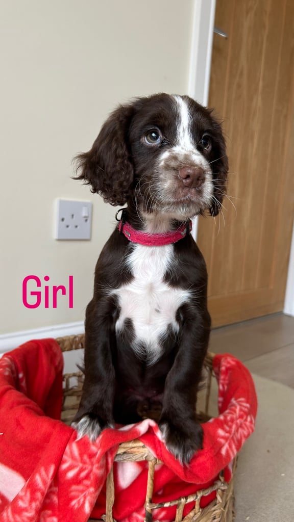 Cocker spaniel puppies 