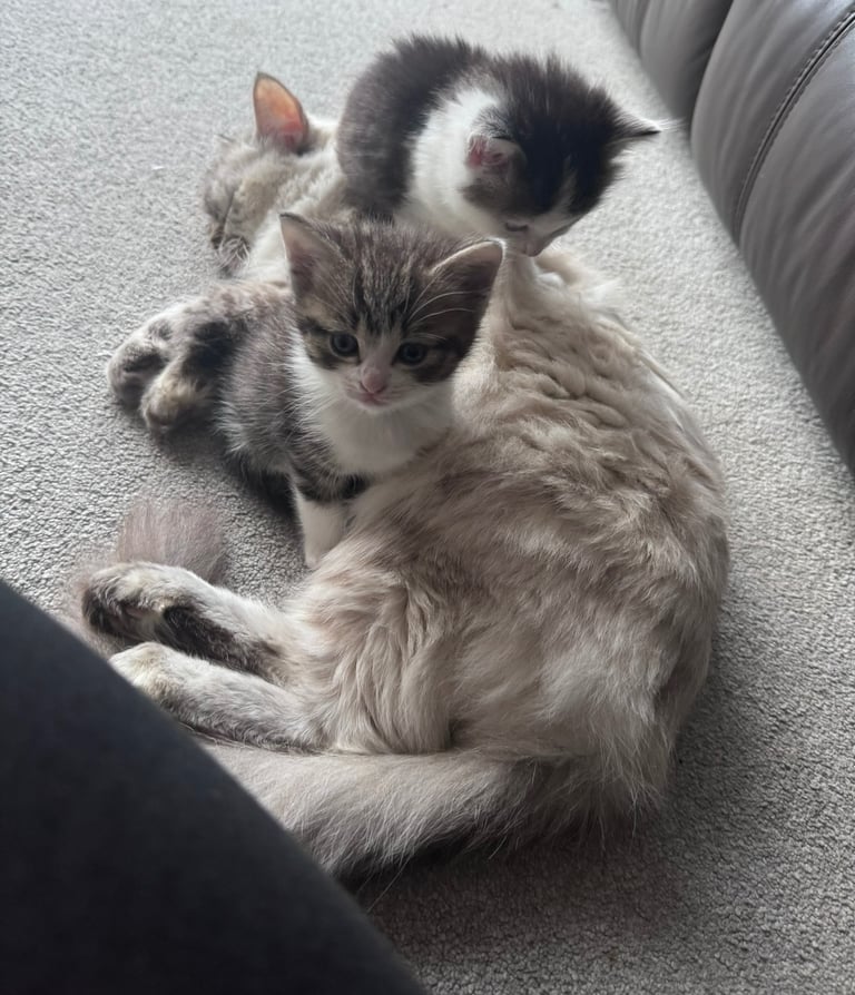 Ragdoll x male 
