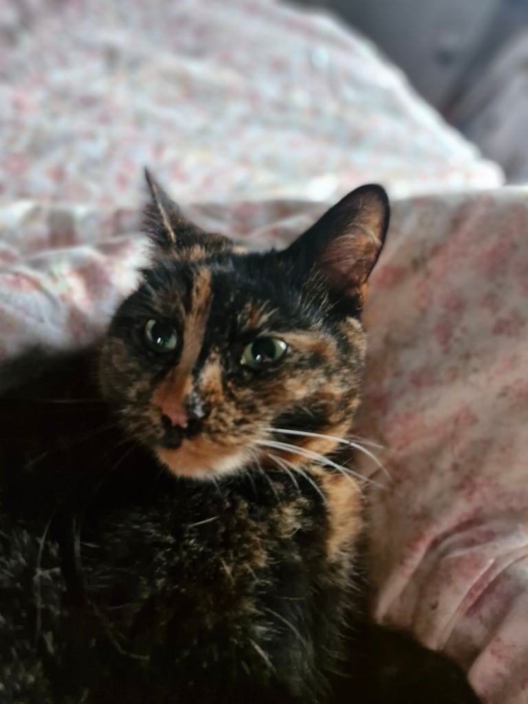 BEAUTIFUL TORTY SAGE 