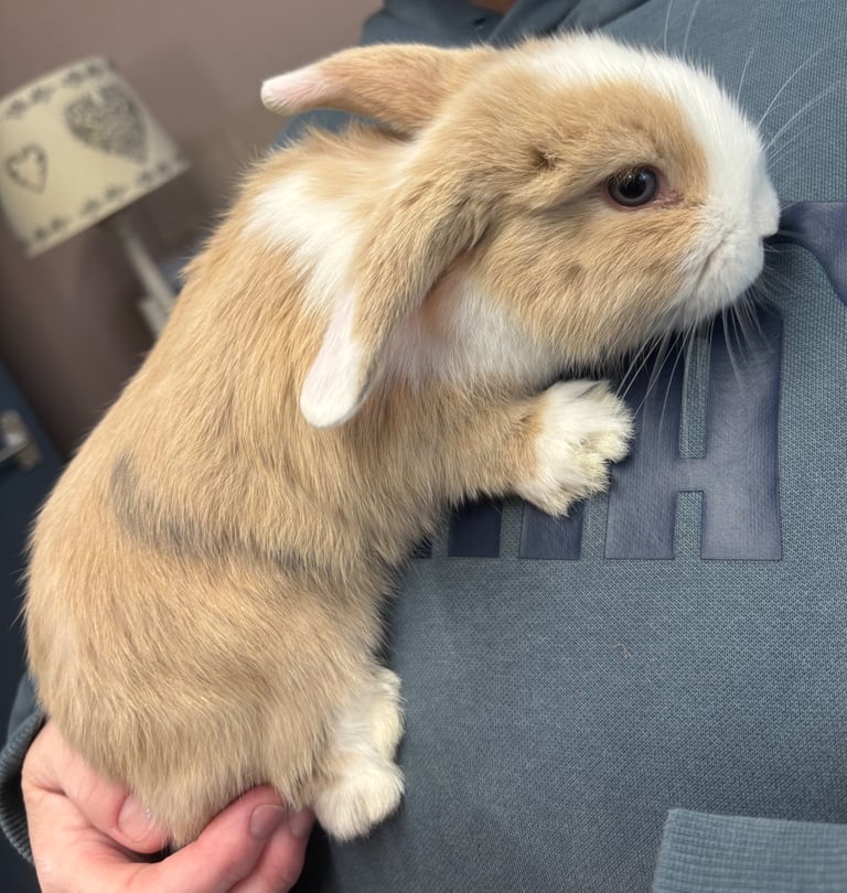 Female baby mini lop rabbits 