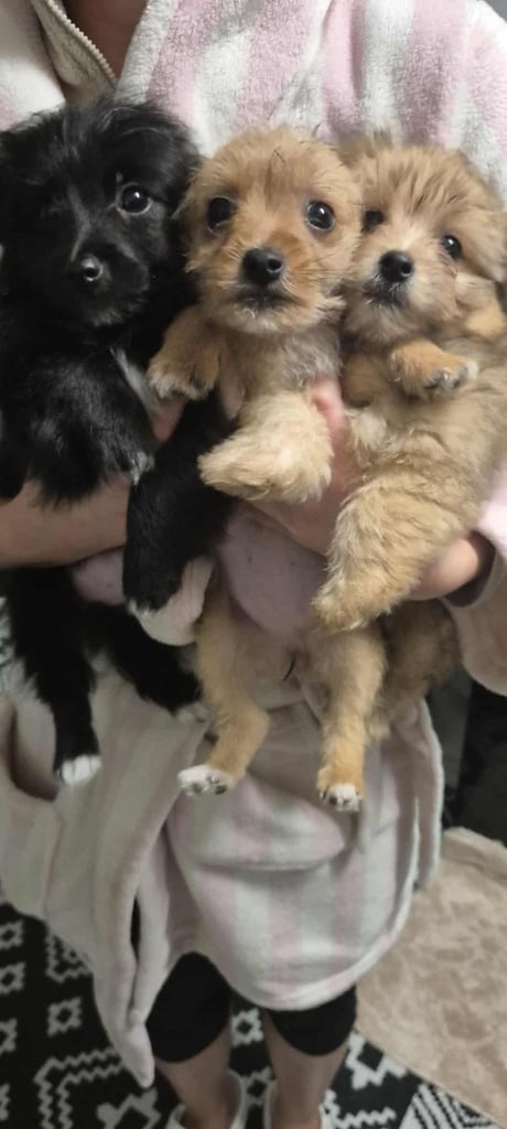 Jack russell/Pomeranian 