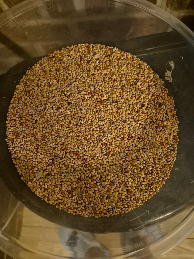 Special budgie bird seed