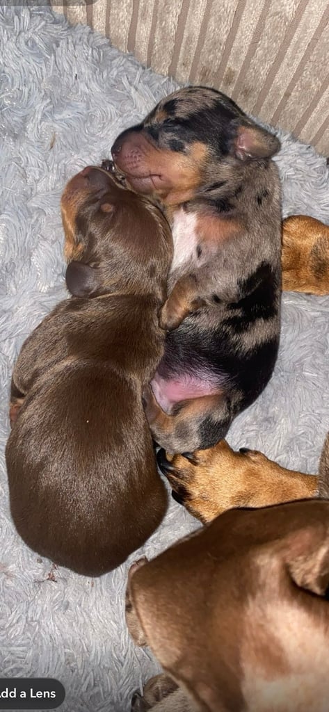 Pedigree miniature dachshund