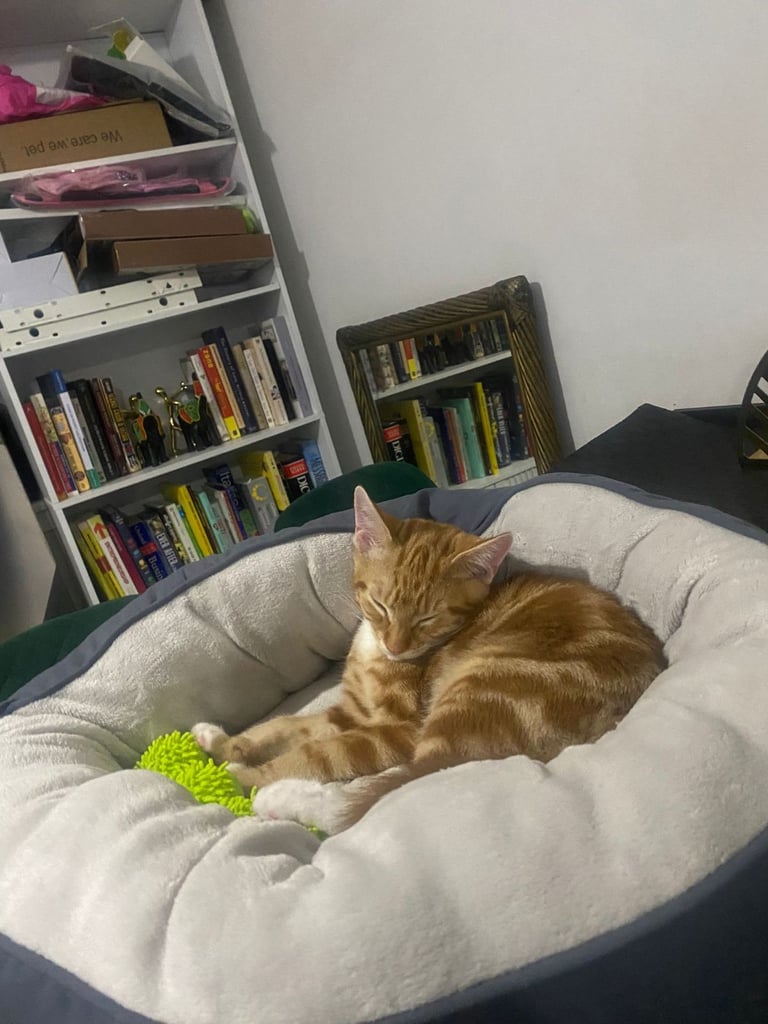 4 month old orange kitten for sale