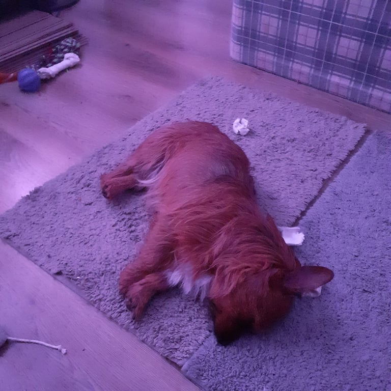 Northfork terrier looking for home 