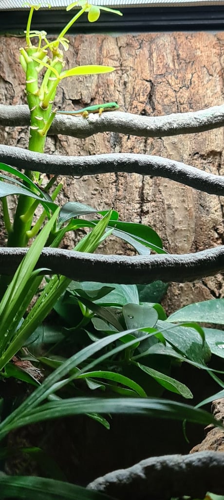 Peacock geckos SOLD waiting for more to hatch