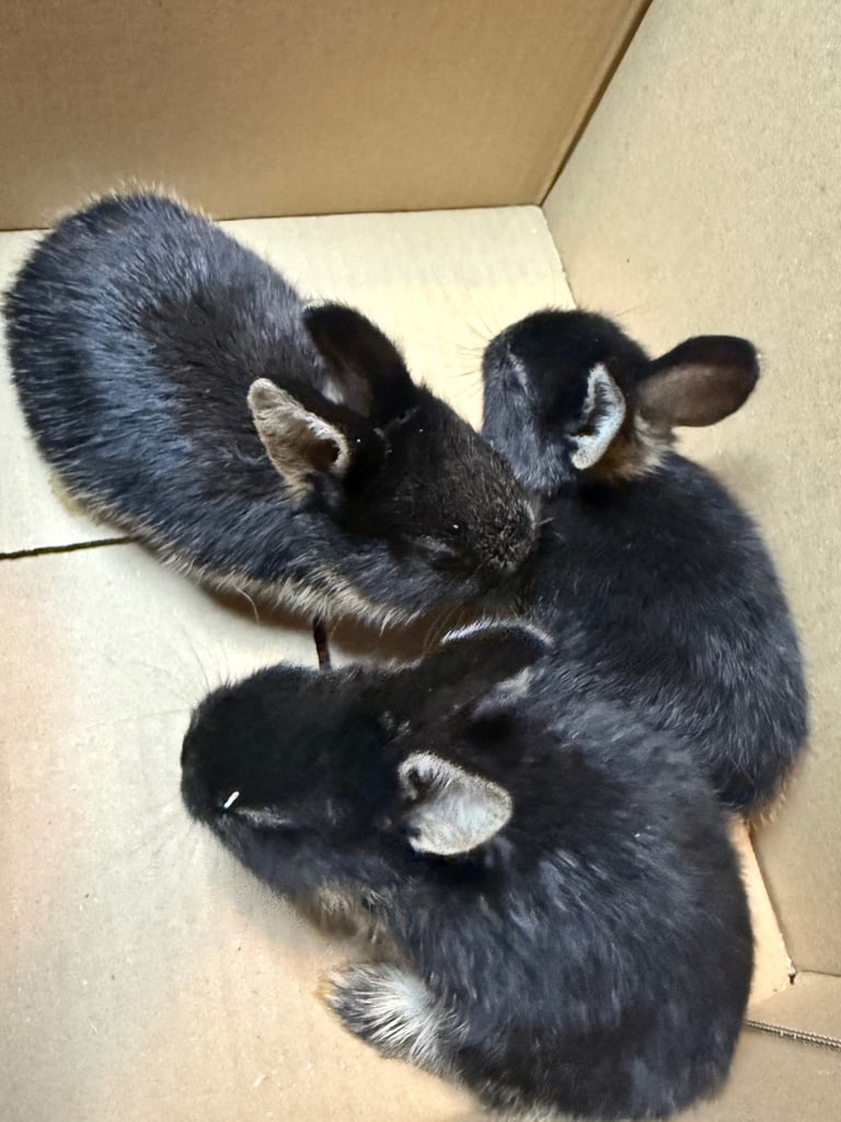Min lop 