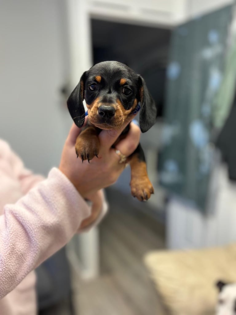 Miniature dachshund pup