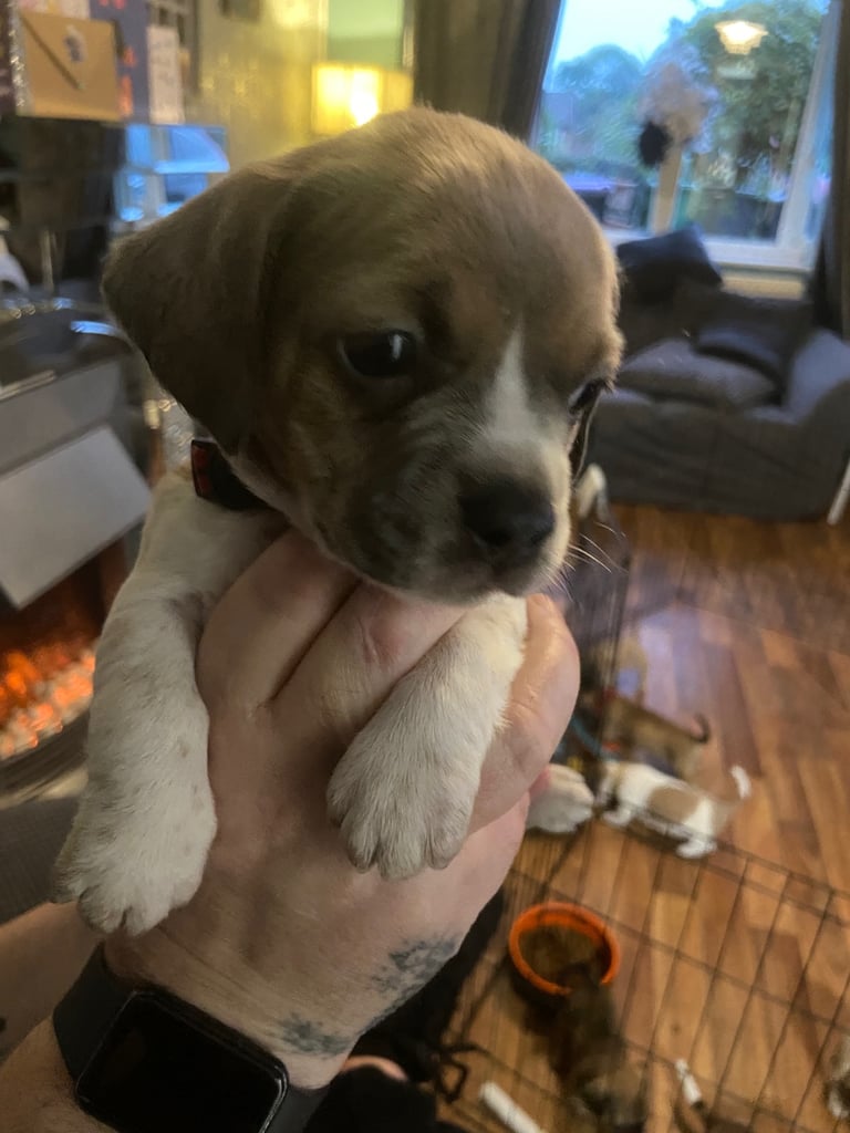 Dachshund X French bulldogs frenchbullweiners