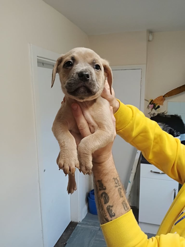 French x staffy cocker spaniel 