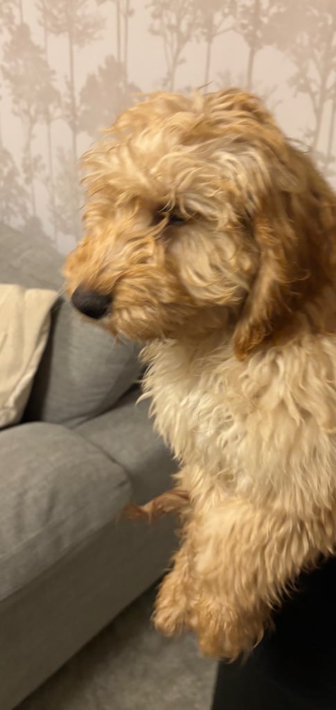 Fully vaccinated 16 week old f1 male cockapoo 