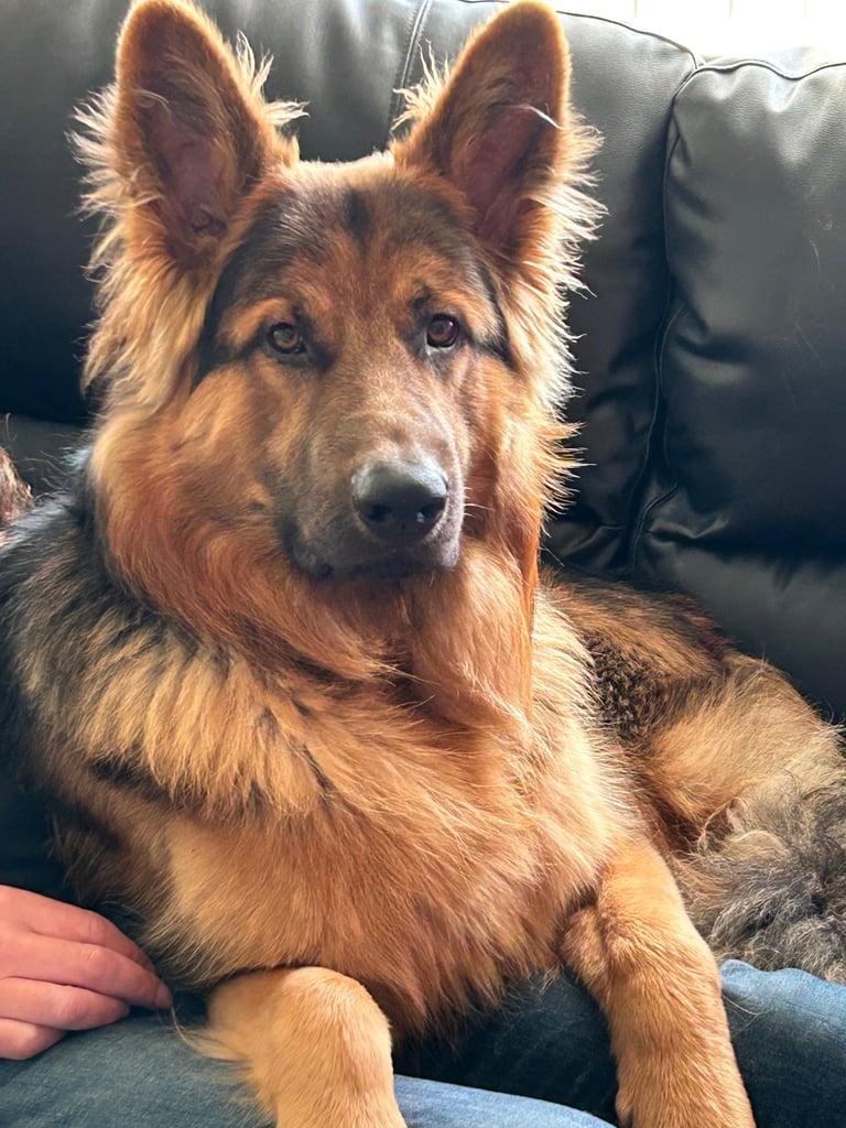 Pedigree German shepherd/ no papers