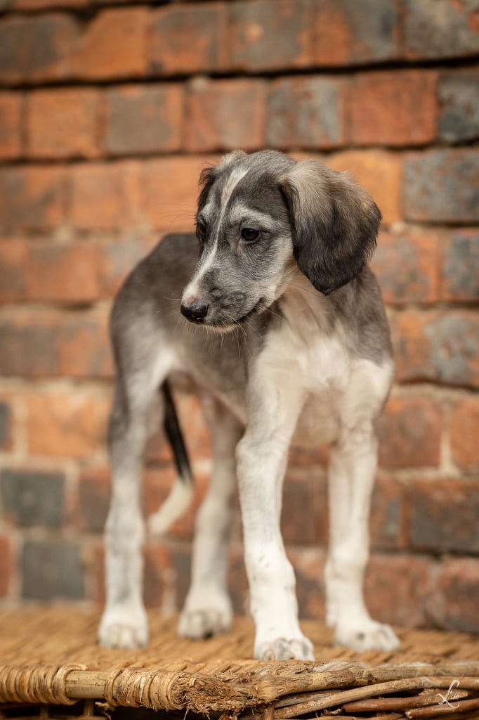 KC Saluki Puppy from Country Of Origin