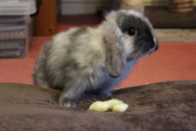 Baby mini lop rabbits