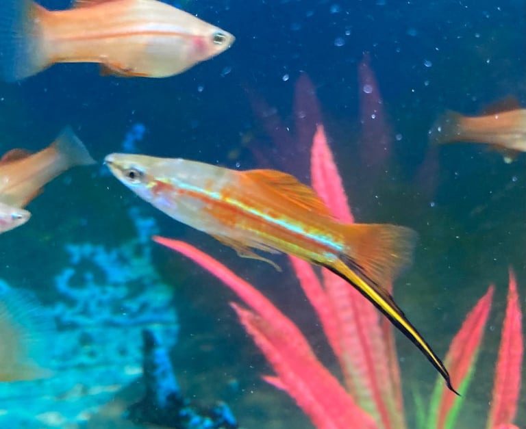 image for Tropical Fish x 10