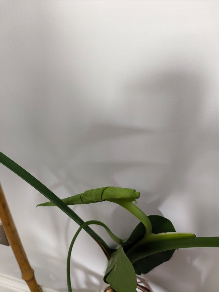 Big Swiss Cheese Plant (Monstera Deliciosa) for sale!