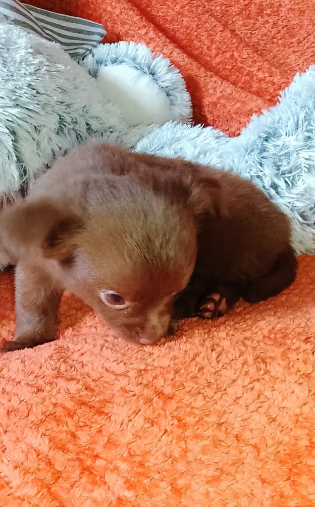 Only 2 left,,, Pure Bred long haired Chocolate Chihuahuas 