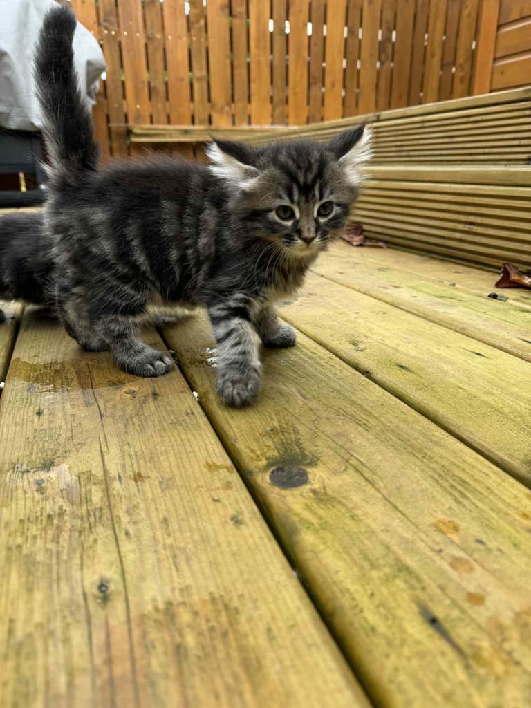 1 Male and 1 Female Long-Haired Tabby Kittens