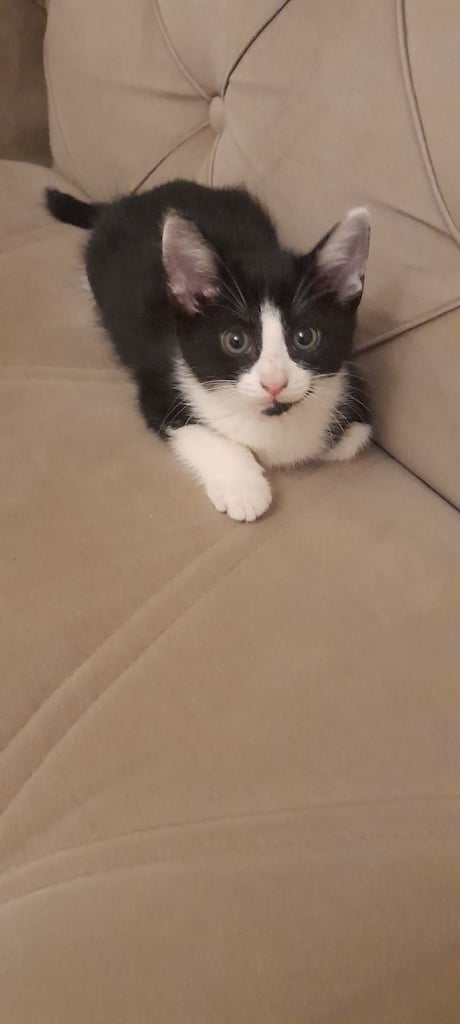 Black and white kittens ready home