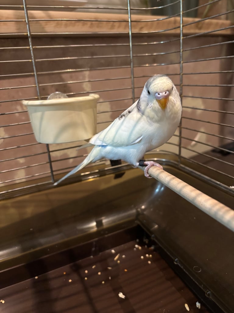 Hand tame budgie & set up 