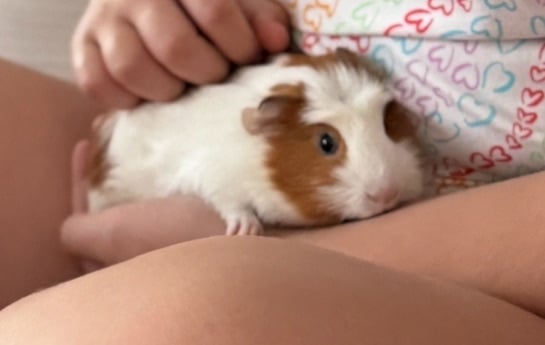 image for 2 Guineea pigs , 12 weeks old