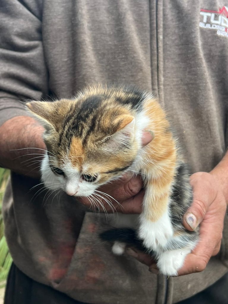 Kittens for sale 8 weeks old 