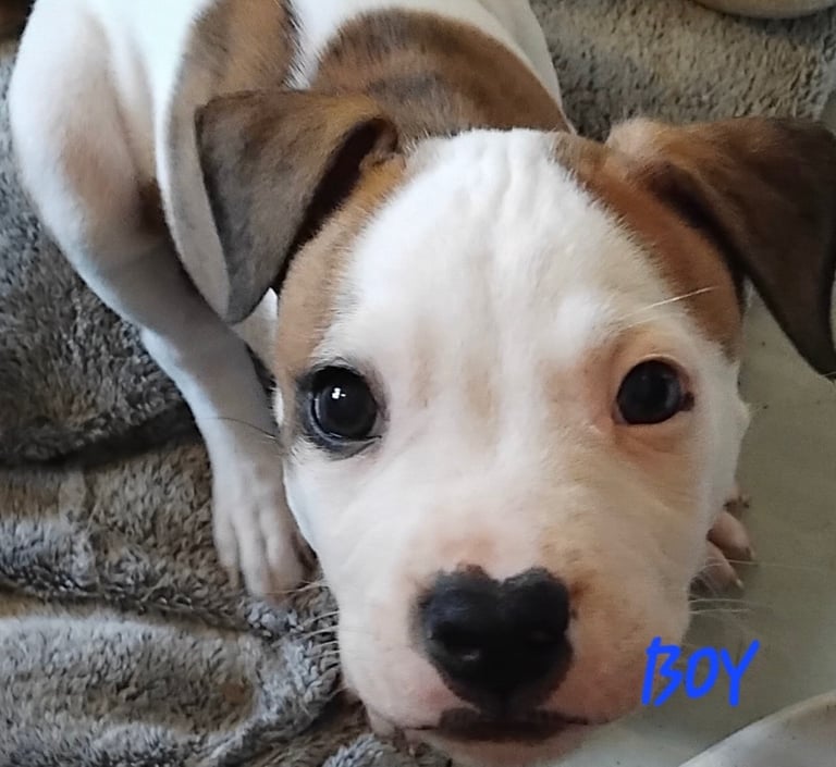 American Bulldog Puppies