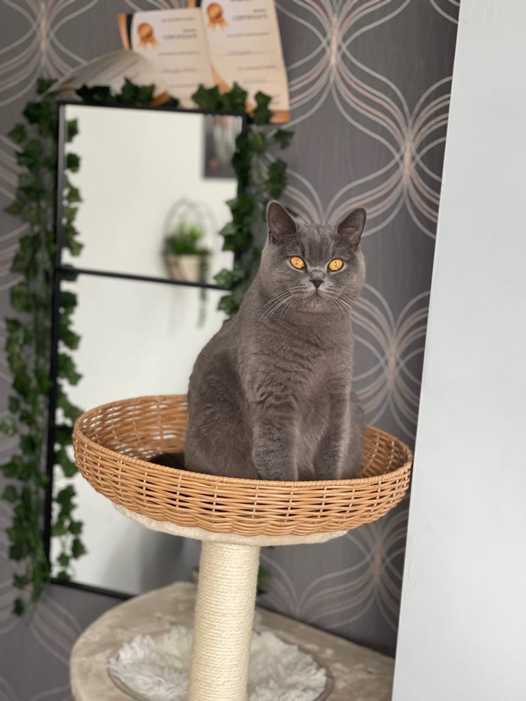 British shorthair kittens 