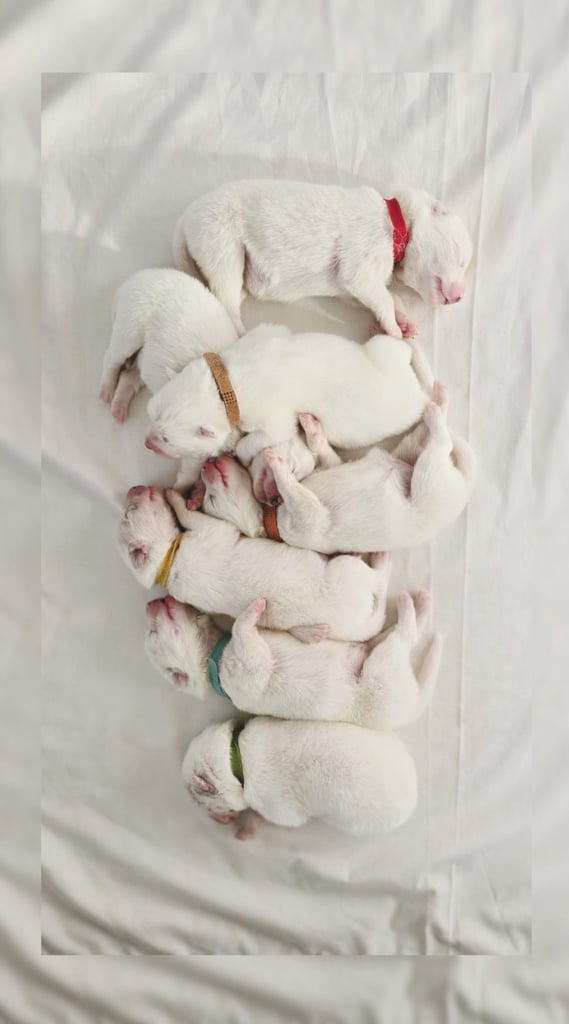 Pure white pedigree Samoyed puppies