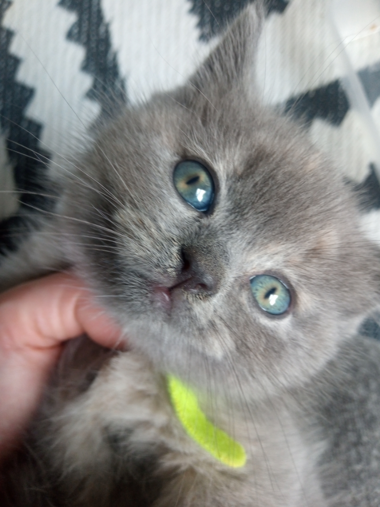 gorgeous pedigree GCCF registered british short hair kitten for sale. 