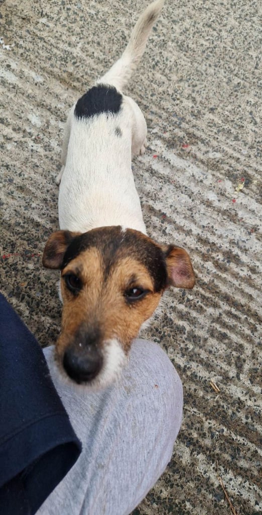 Jack russell pups 