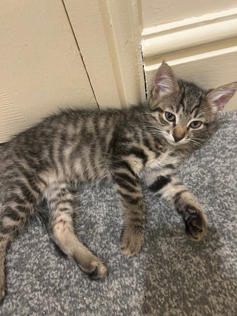 image for 10 week old male kitten