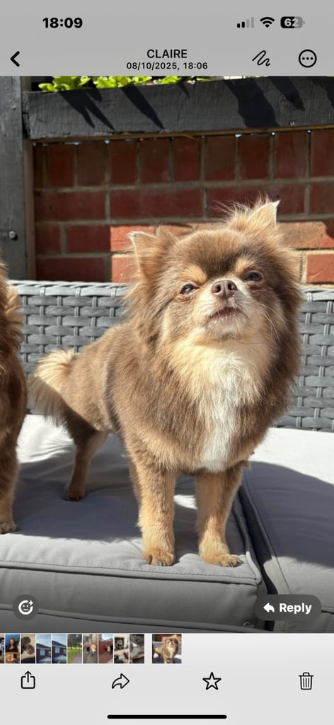 Beautiful Teddy Bear chihuahua looking for his forever home 