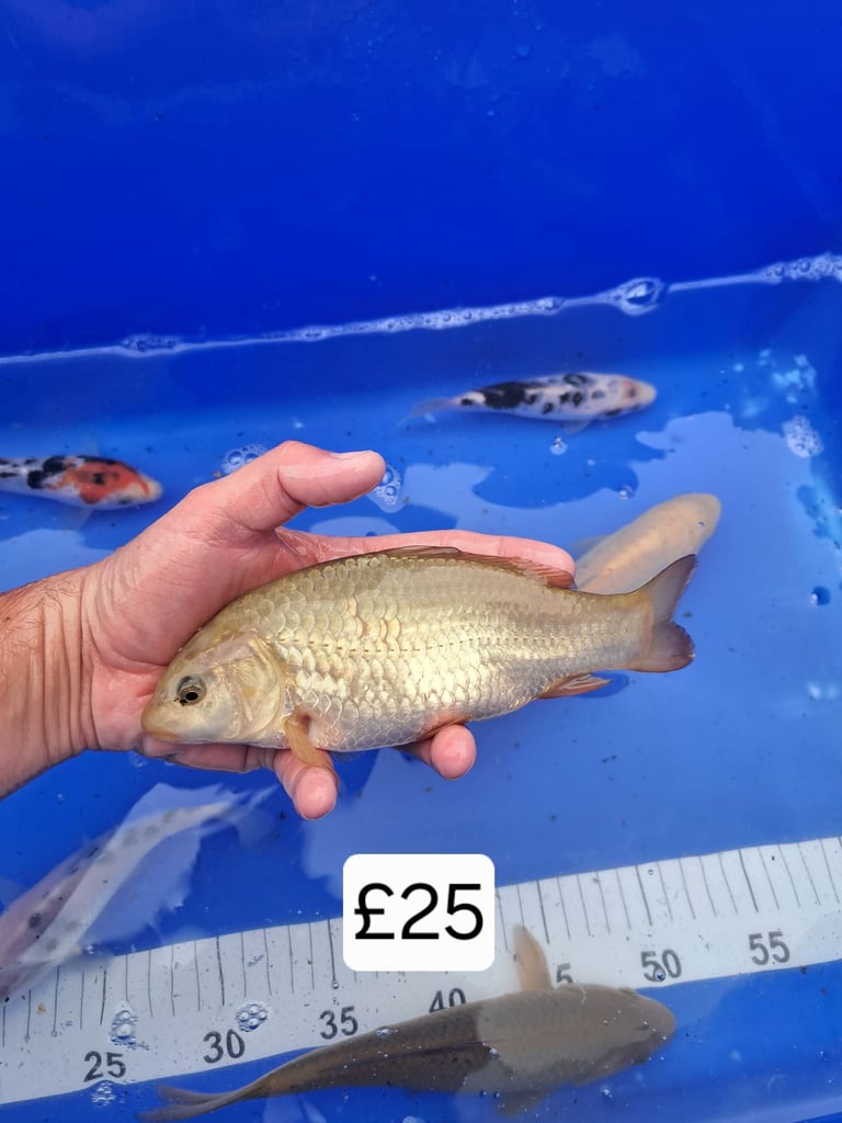 Koi for sale