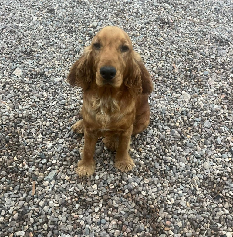Cockapoo puppy's 