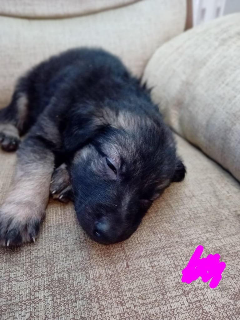 German Shepherd puppies 