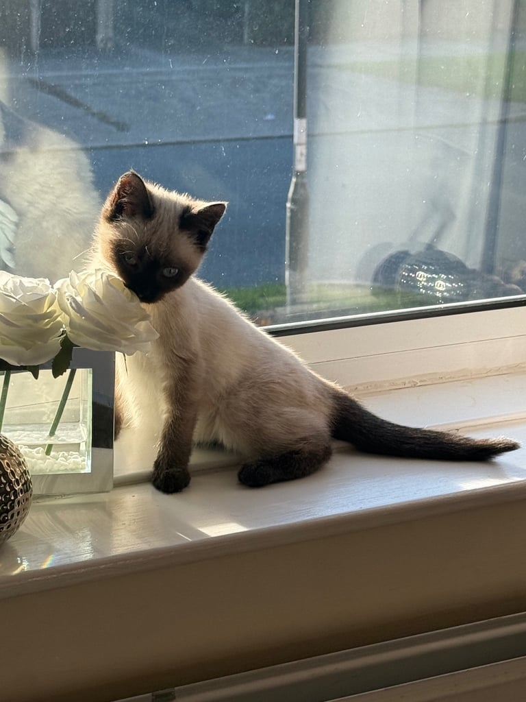 Siamese kitten for sale 
