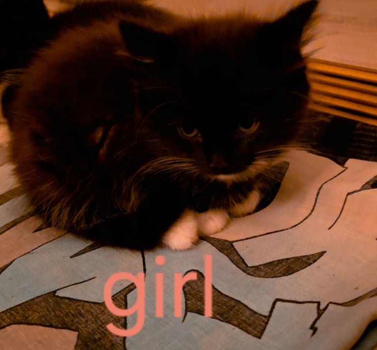 Kittens ready to leave now