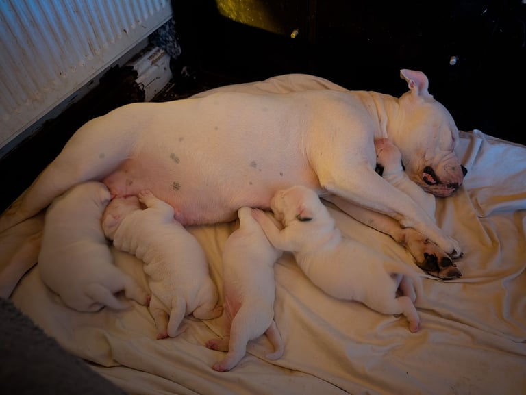 (Male) Johnson American Bulldogs