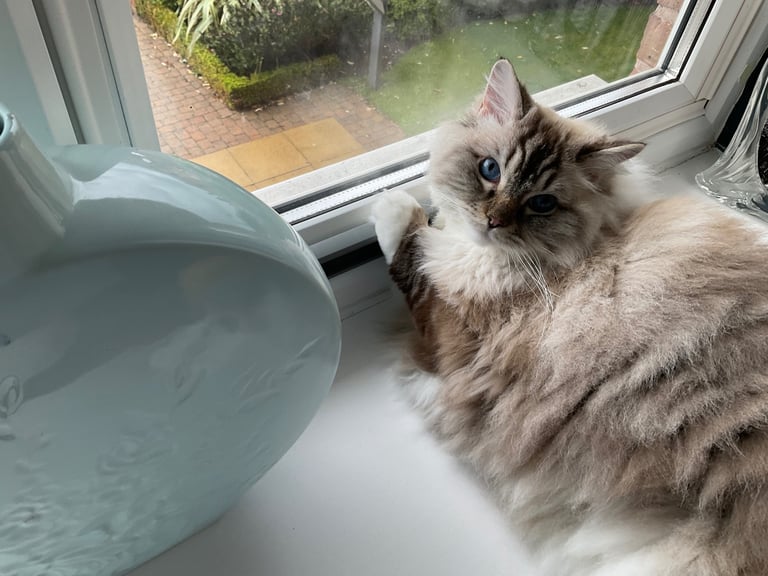 Female Adult Ragdoll for Rehoming