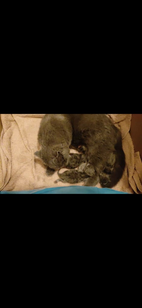 Beautiful British Shorthair x Siberian Kittens Ready Now
