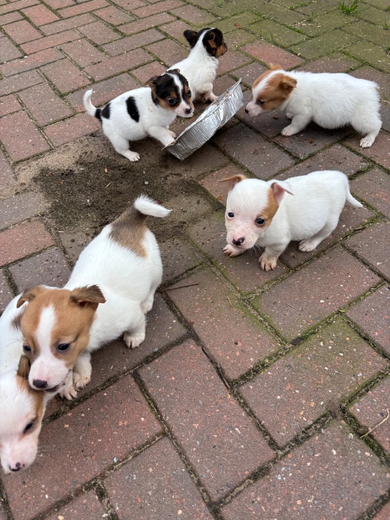 Jack Russell puppies 