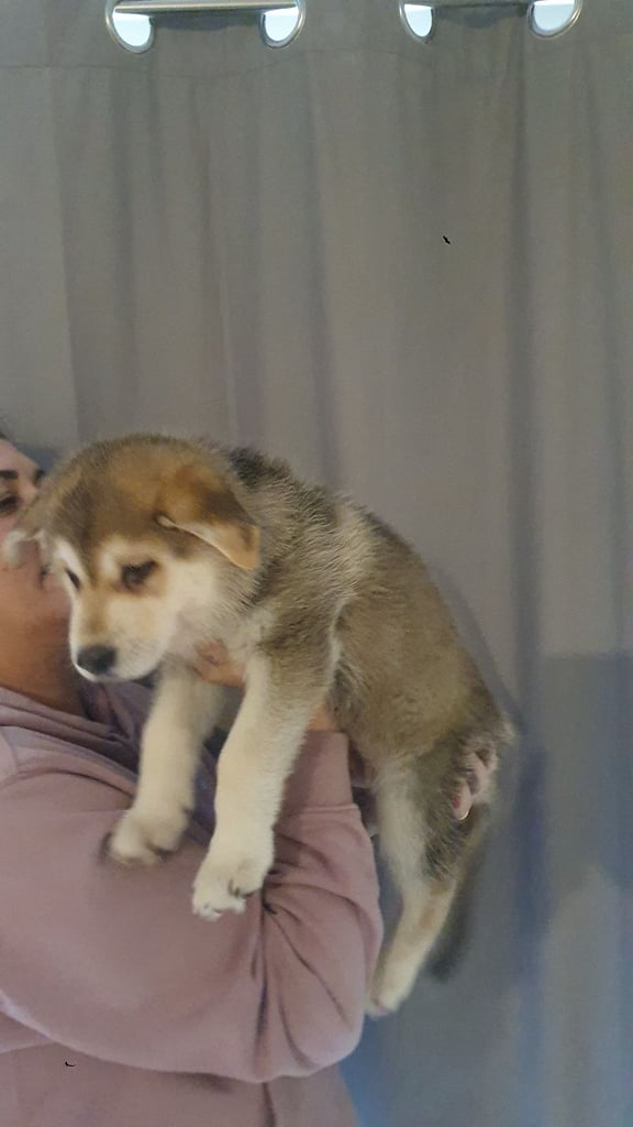 image for German shepherd puppy 