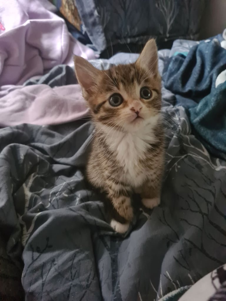 X5 Maine coon x Norwegian forest 