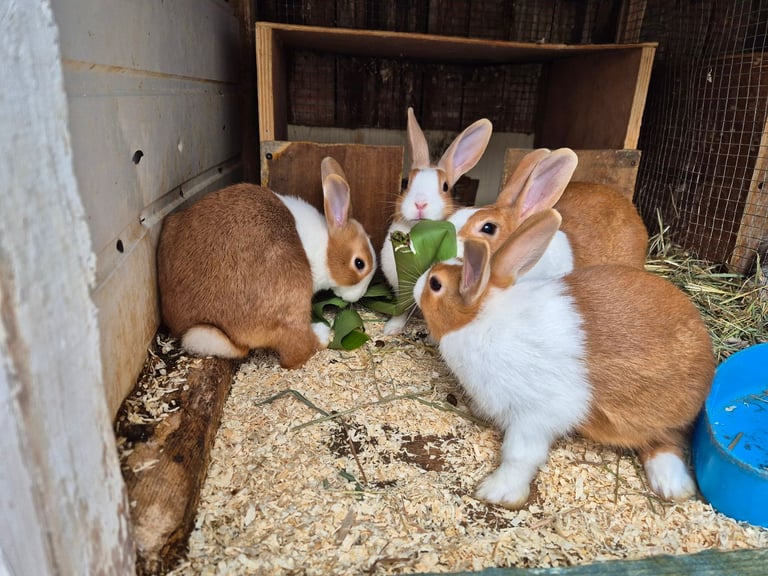 Rabbits for Sale