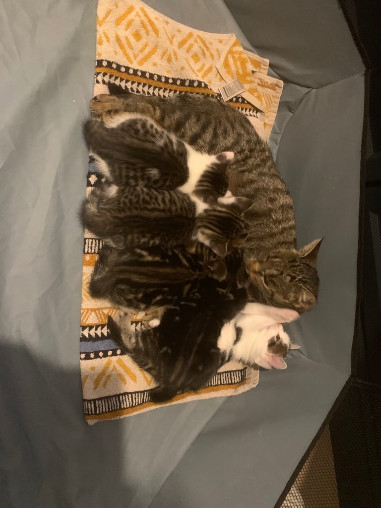 Traditional short hair kittens 