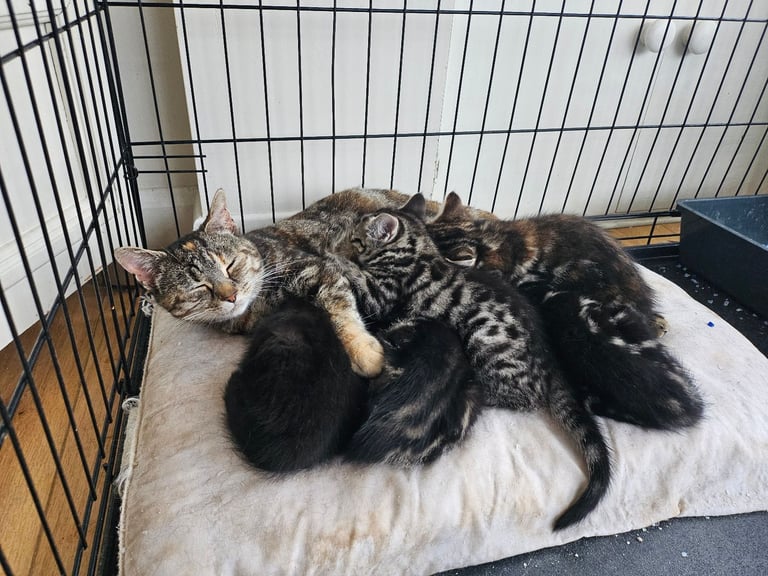 Tabby Kittens 