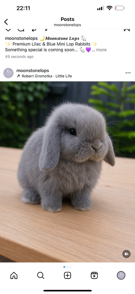 🐰 Adorable Lilac Pure-Breed Mini Lop Bunny with Spacious Two-Tier Cage 🏡