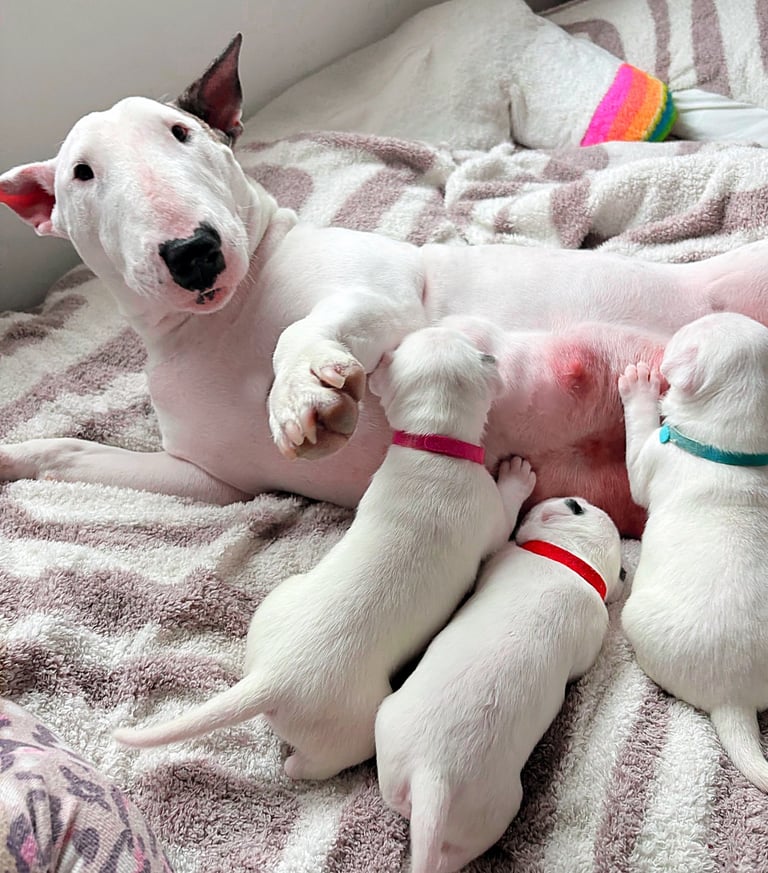 KC English Bull Terrier puppies 🐾