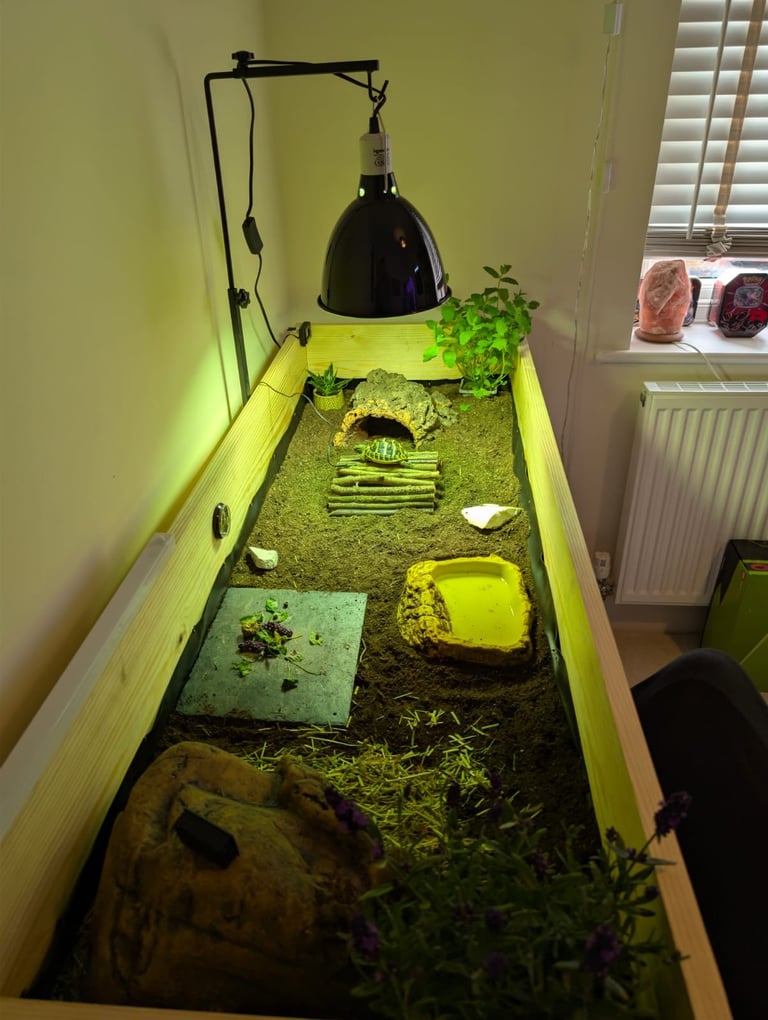 Herman tortoise & enclosure